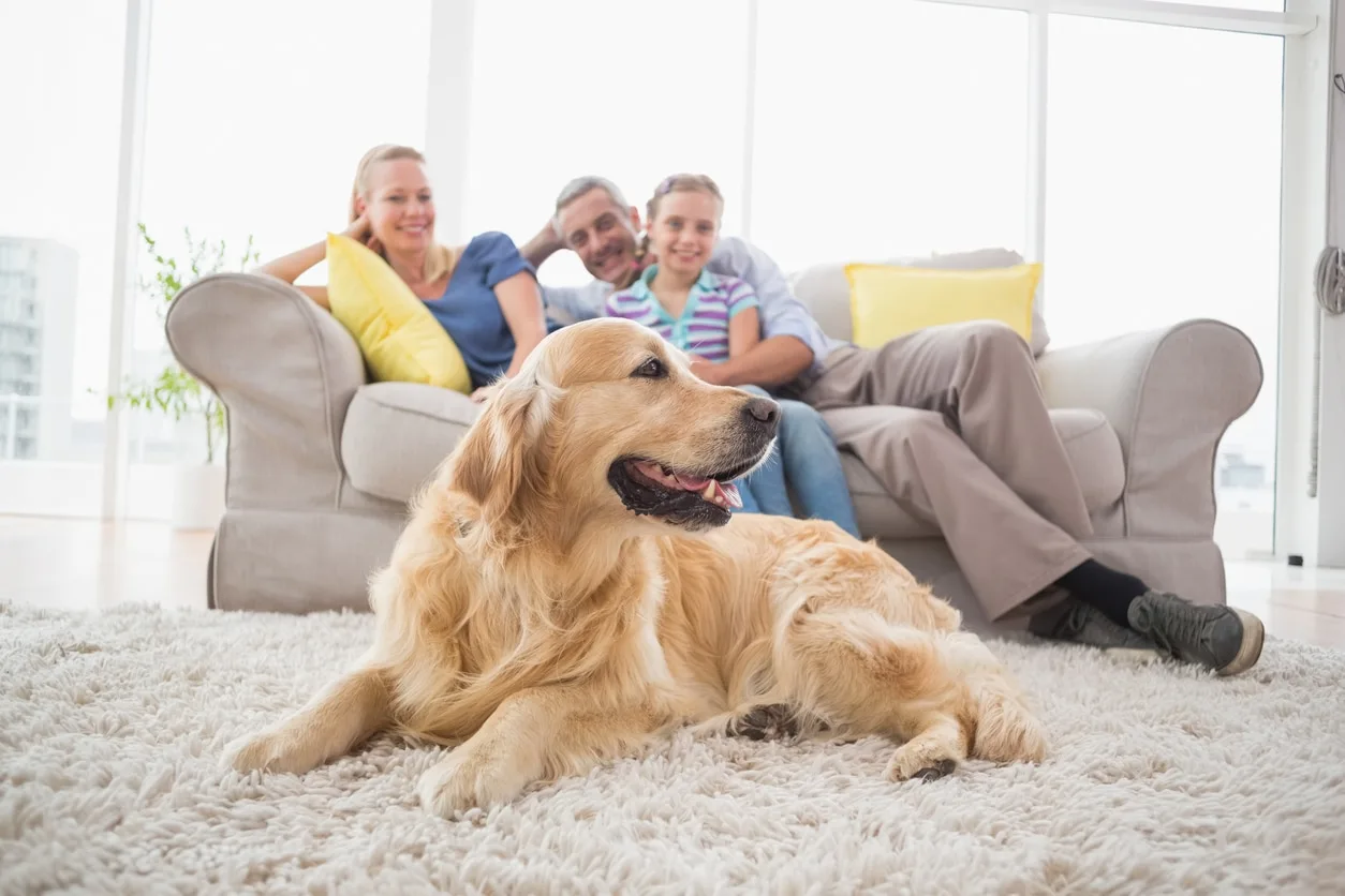Golden Retriever with family